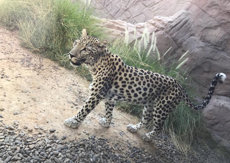 Arabian Wildlife Center
